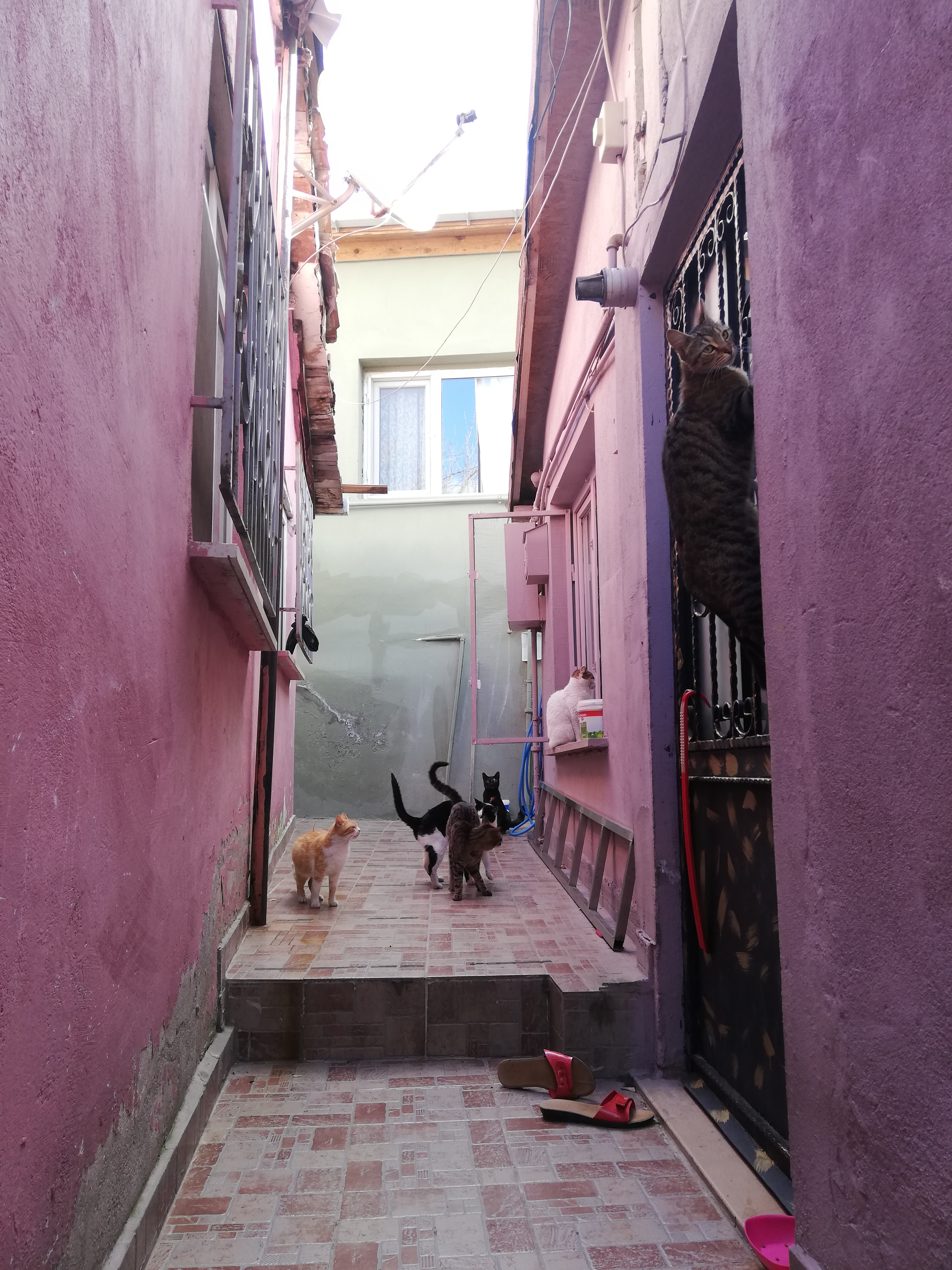 Cats in Istanbul