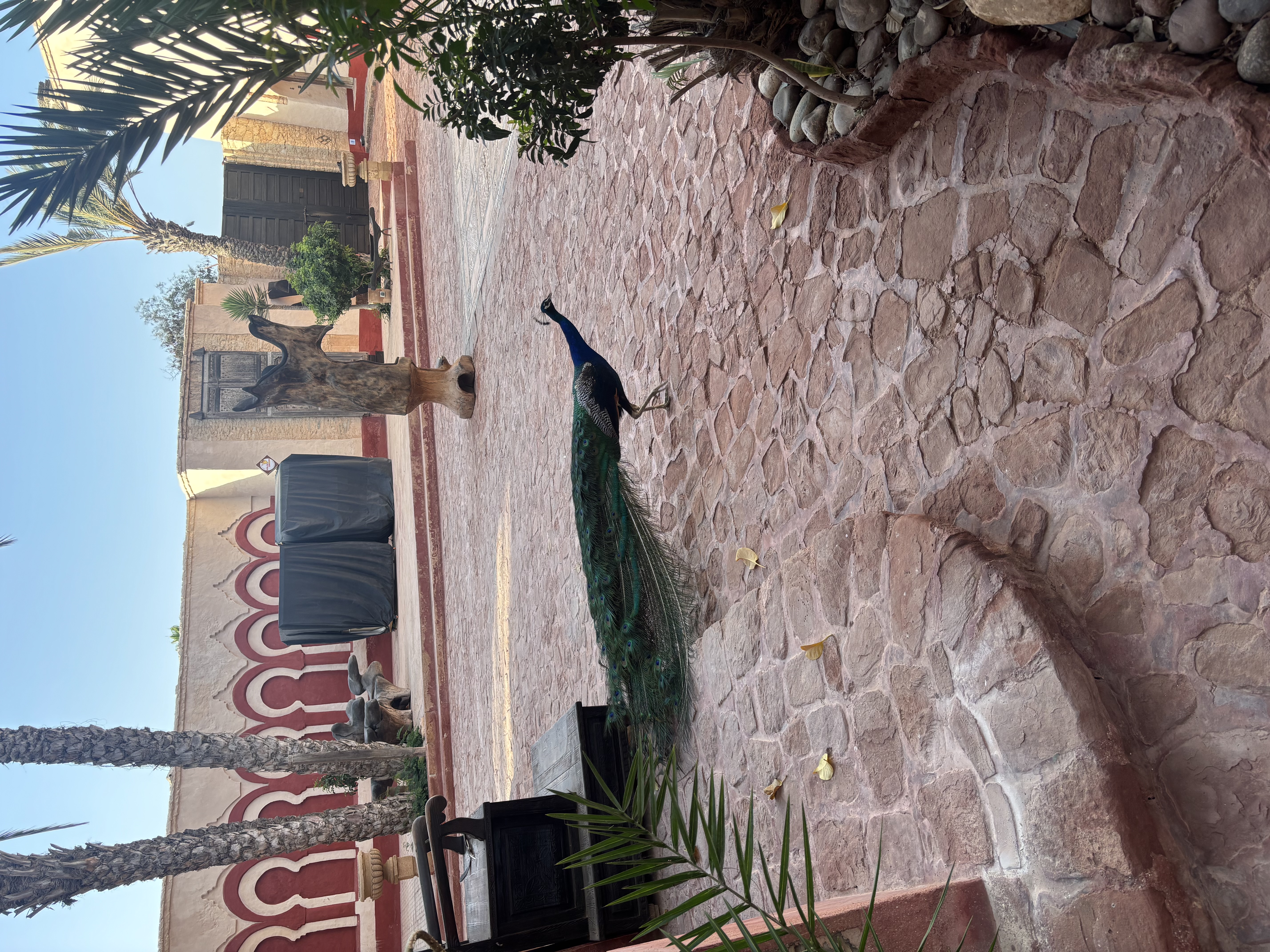 Peacock in Agadir